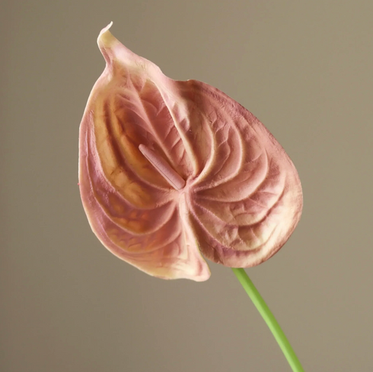 Bloem - Roze Anthurium