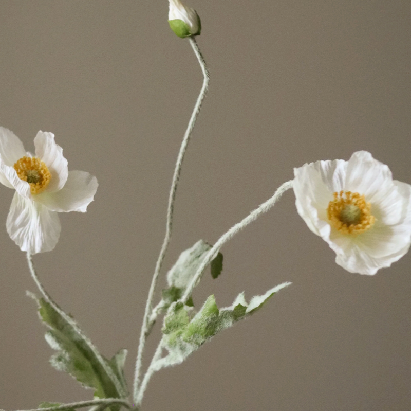 Bloem - Witte Papaverbloem