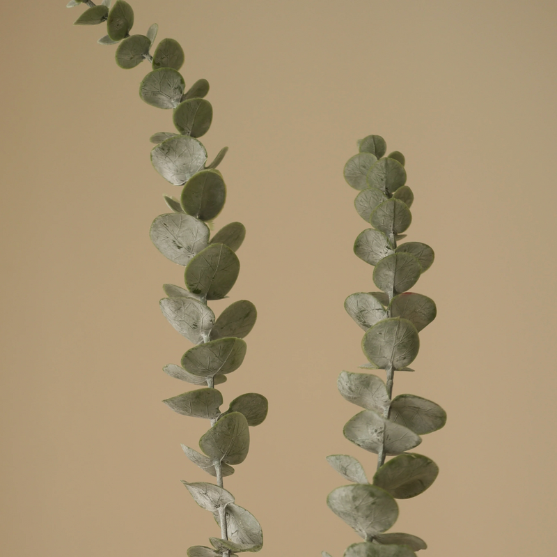 Bloem - Groene Ecalyptus bladeren