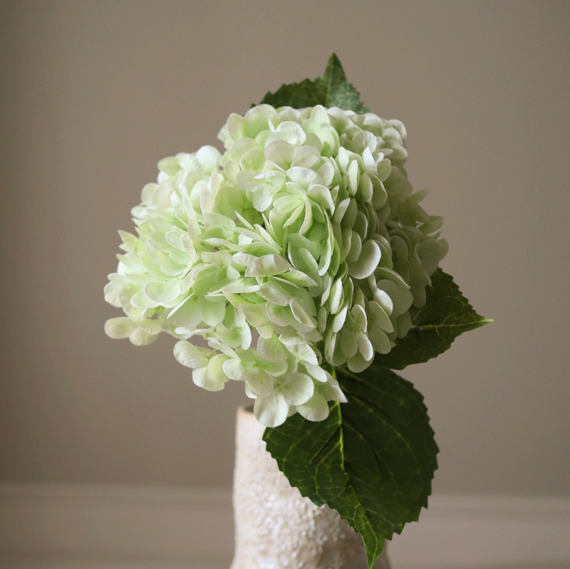 Bloem - Lichtgroene hortensiabloem