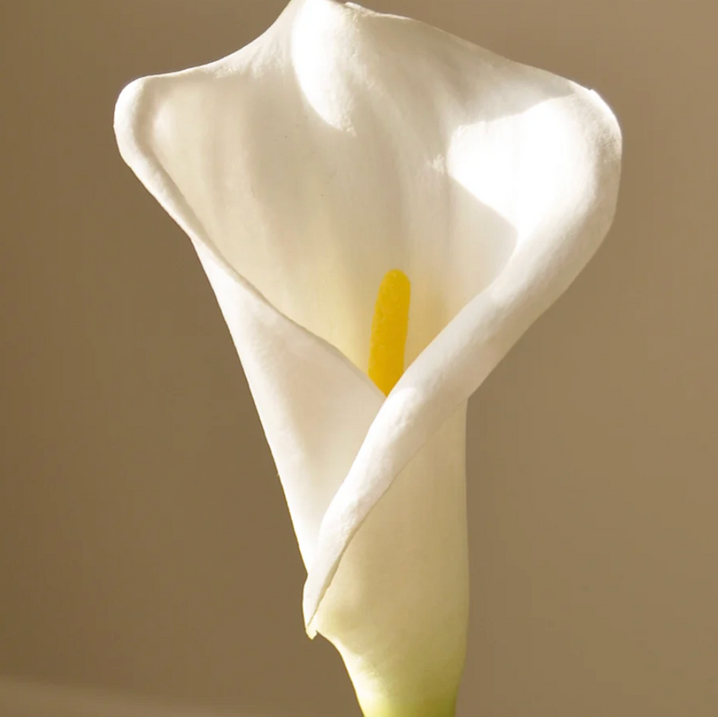 Witte Calla Lelie - Zijde bloem